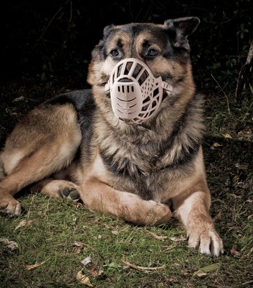 Dog baring its teeth