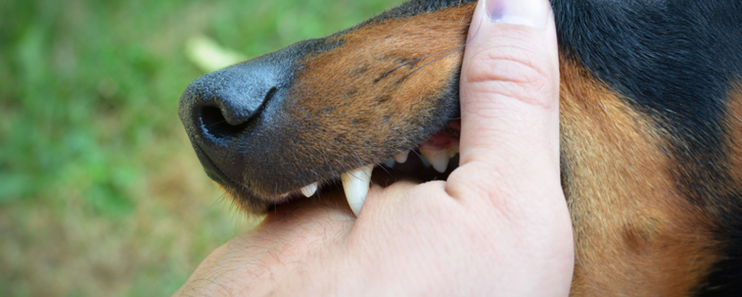 Have You Suffered a Dog Bite Injury in South Florida?